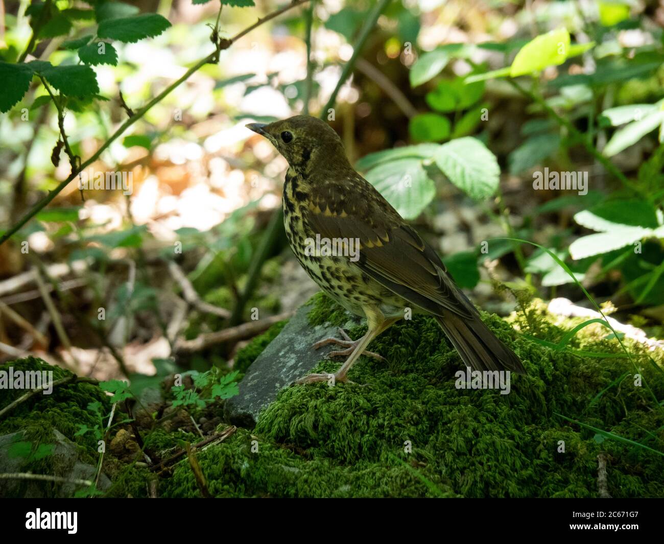 Turdus philomelos, Song thrush alla ricerca di cibo nella sottobosco, Devon, Regno Unito Foto Stock