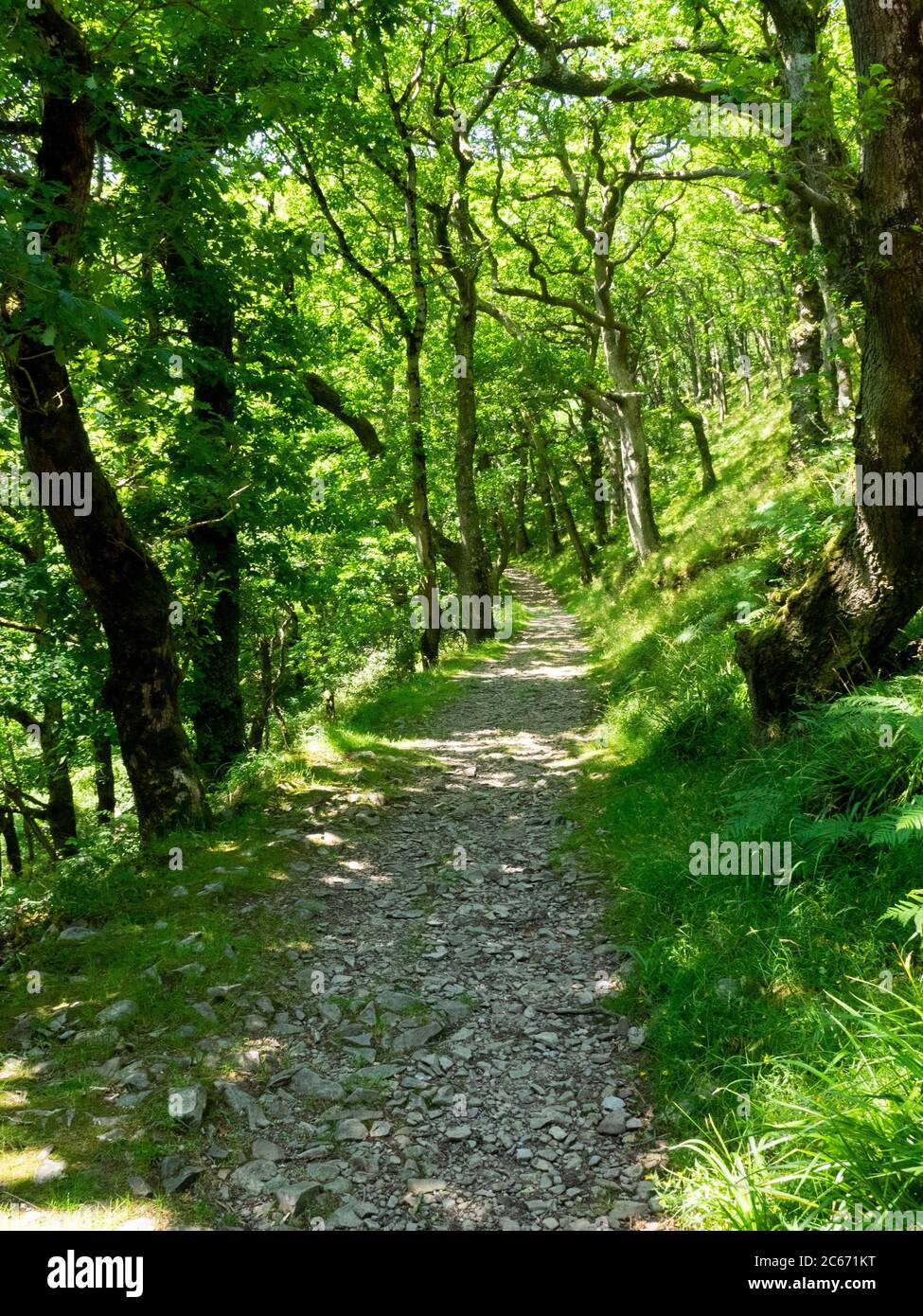 Sentiero attraverso il bosco tra Watersfeet e Lynmouth, Exmoor, Devon, UK Foto Stock