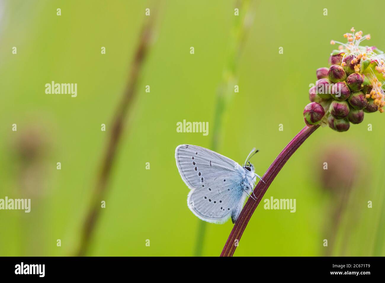 Dwergblauwtje, Blu, Cupido minimus Foto Stock
