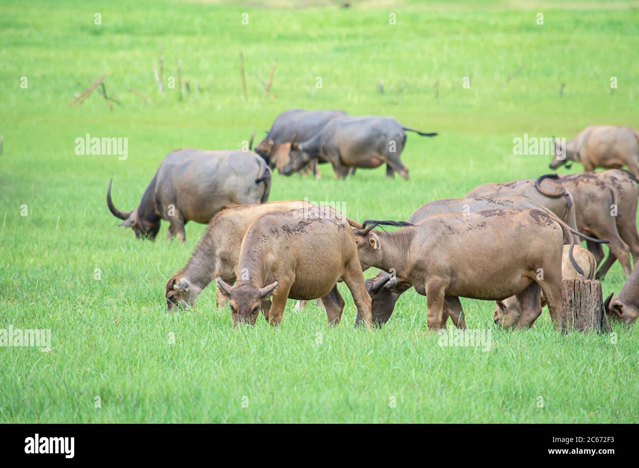 Un bufalo che mangia erba su un prato. Foto Stock Un bufalo che mangia erba su un prato. Foto Stock
