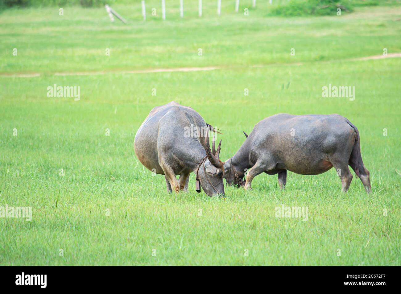 Un bufalo che mangia erba su un prato. Foto Stock Un bufalo che mangia erba su un prato. Foto Stock