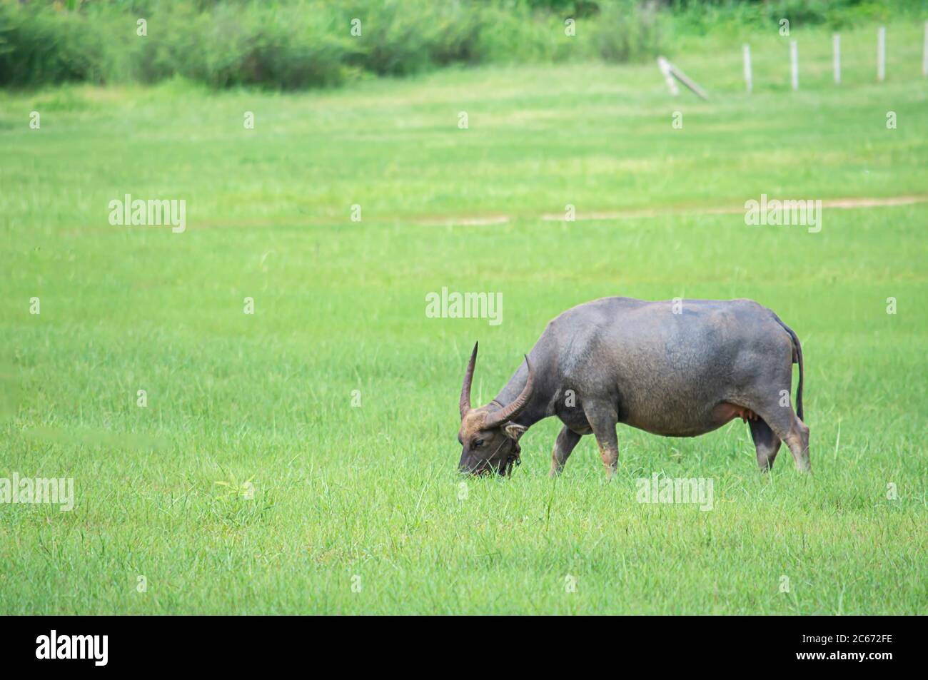 Un bufalo che mangia erba su un prato. Foto Stock Un bufalo che mangia erba su un prato. Foto Stock