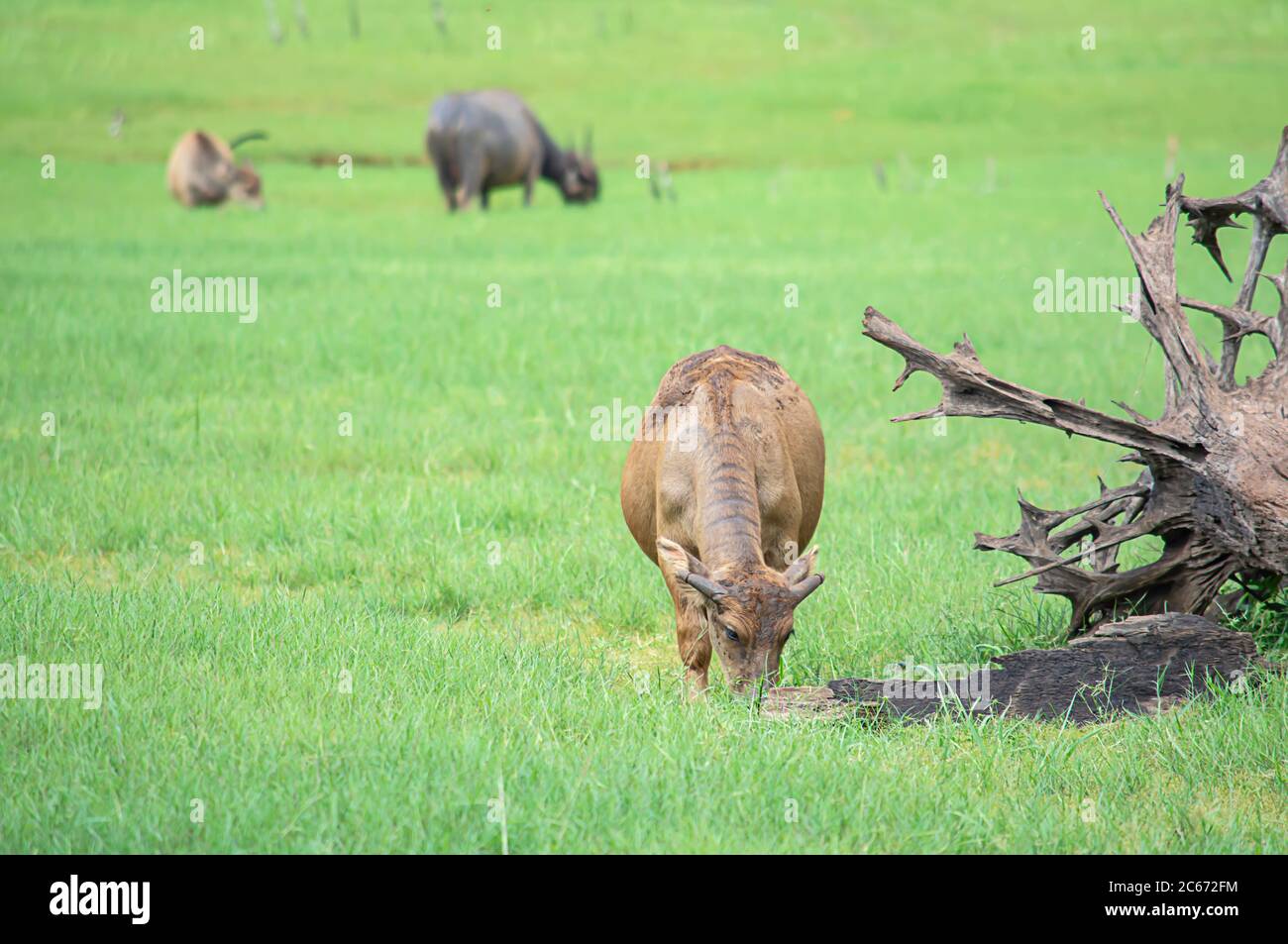 Un bufalo che mangia erba su un prato. Foto Stock Un bufalo che mangia erba su un prato. Foto Stock
