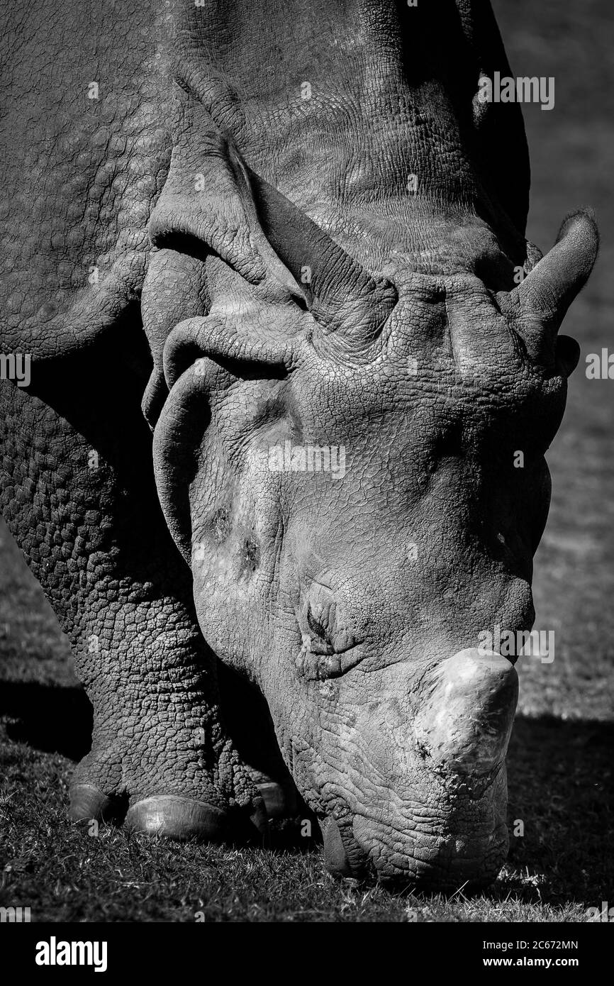 Mono, primo piano di un rinoceronte indiano (Rhinoceros unicornis) pascolo isolato all'aperto al West Midland Safari Park, Regno Unito. Foto Stock