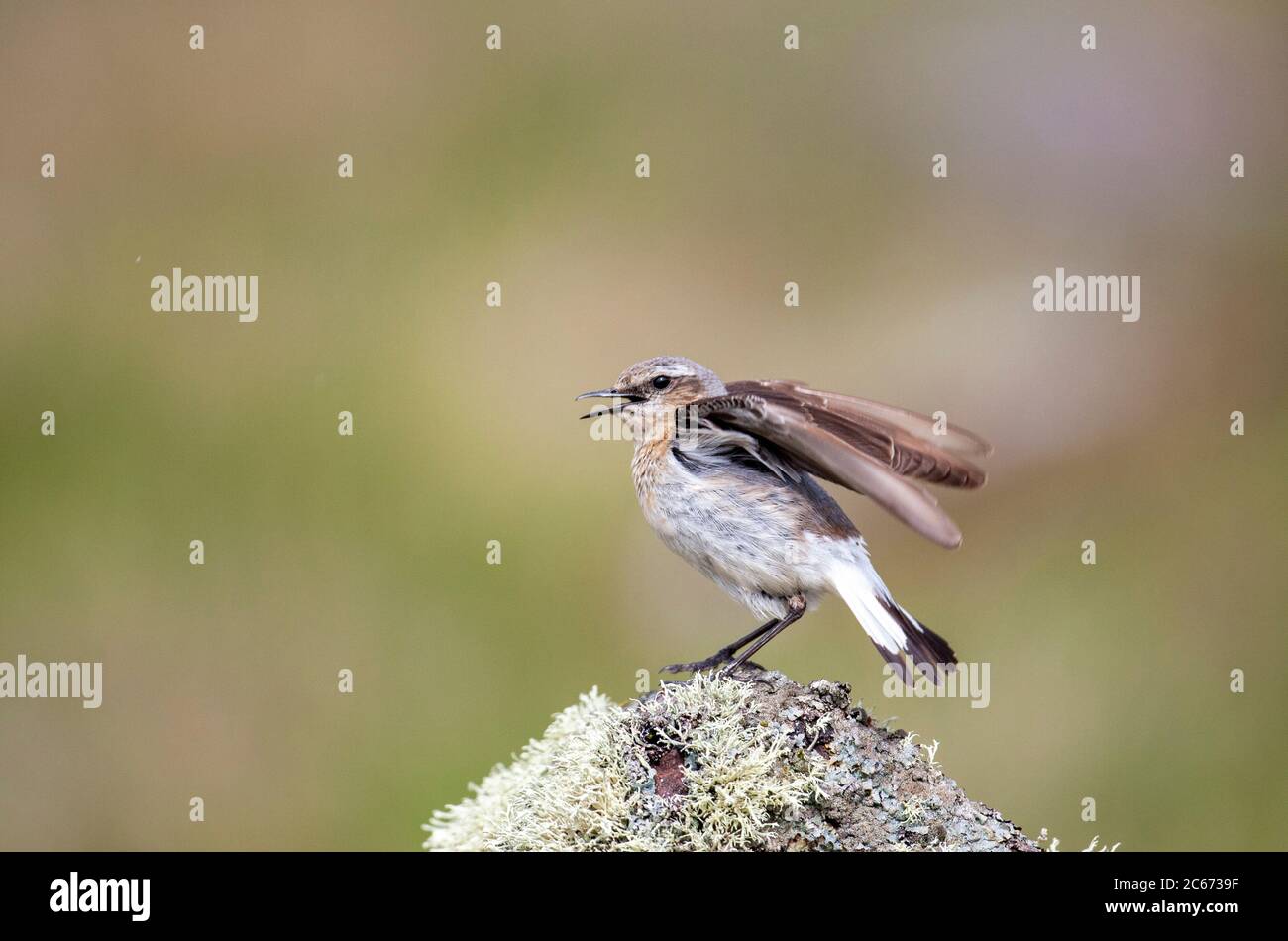 Femmina di cazzone, Oenanthe Enanthe, arroccato su una roccia, ali fluttering e chiamata al suo giovane. Isola di Hana, Sutherland, Scozia Regno Unito Foto Stock
