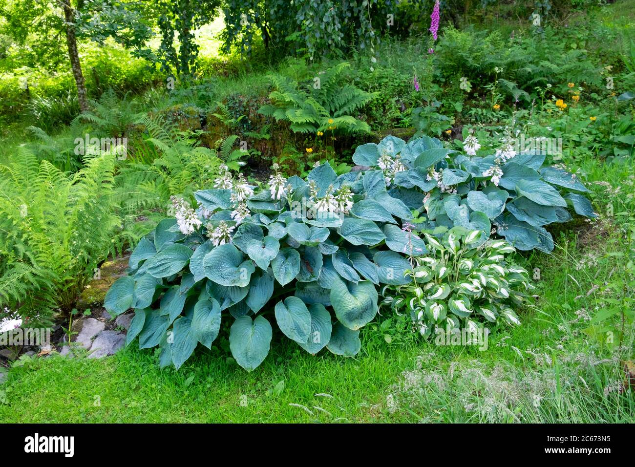 Vista di hota sieboldi blu, sieboldiana elegans in fiore fioritura in ombreggiata zona umida del giardino di campagna Carmarthenshshire Galles UK. KATHY DEWITT Foto Stock