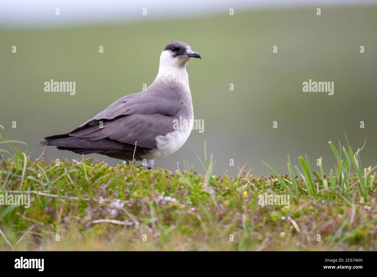 Artic Skua, Stercorarius parassitius, si trovava su un bordo erboso di scogliera. Isola di Hana, Sutherland, Scozia Regno Unito Foto Stock