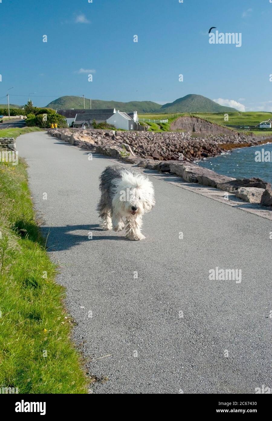 Old English Sheepdog passeggiate lungo il lungomare nel villaggio di Waterville, County Kerry, Irlanda Foto Stock