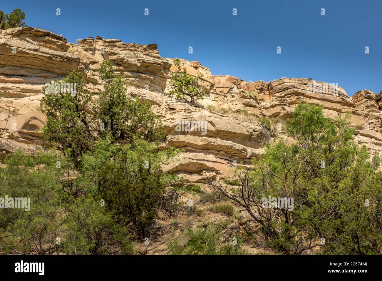 Rocce e alberi nel canyon di Palo duro Foto Stock
