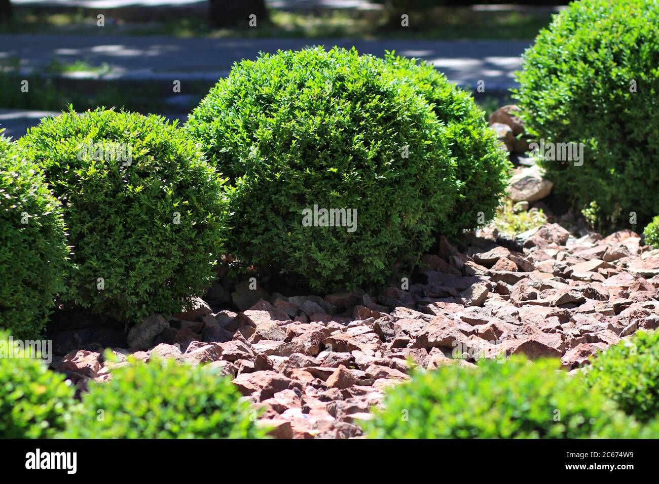 Cespugli decorativi verdi. Siepe. Pietra arenaria, granito. Foto Stock