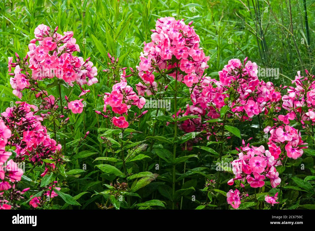 Giardino Phlox paniculata Windsor Foto Stock