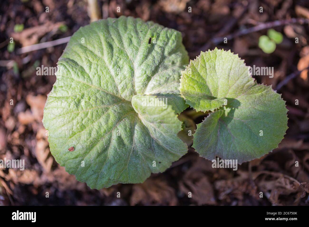 Butterbur gigante, teppo giapponese, Petasiti japonicus Foto Stock