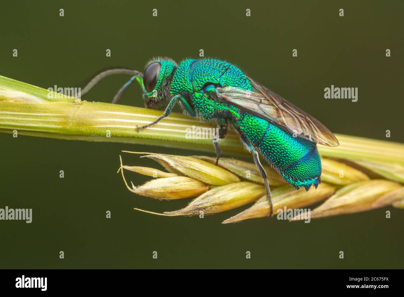 Cucù Wasp (Chrysis inaequidens) Foto Stock