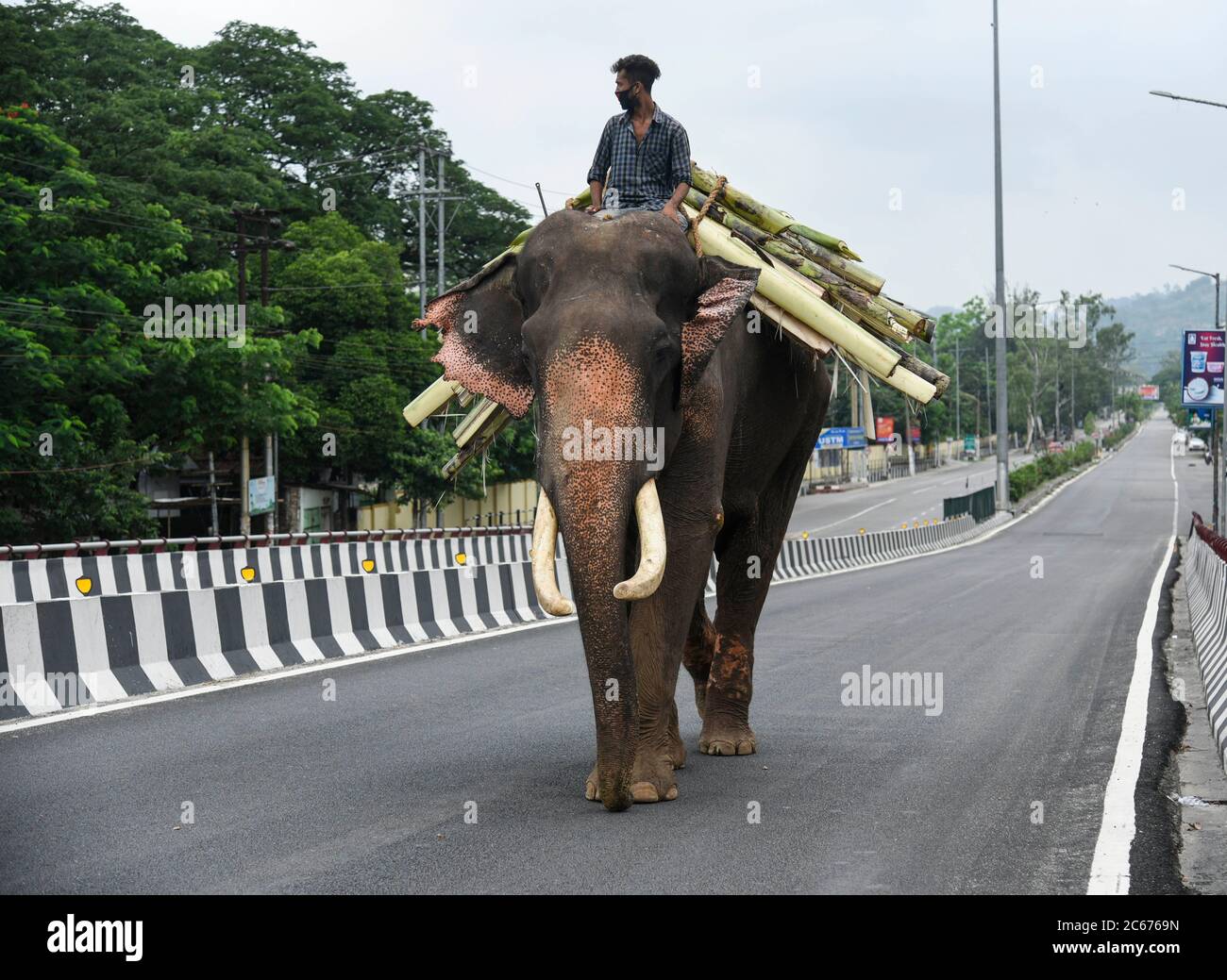 Un elefante con mahout visto su una strada vuota, durante il blocco totale imposto dal governo di Assam per frenare la diffusione del romanzo coronavirus, a Guwahati, Assam, India venerdì 03 luglio 2020. Foto Stock