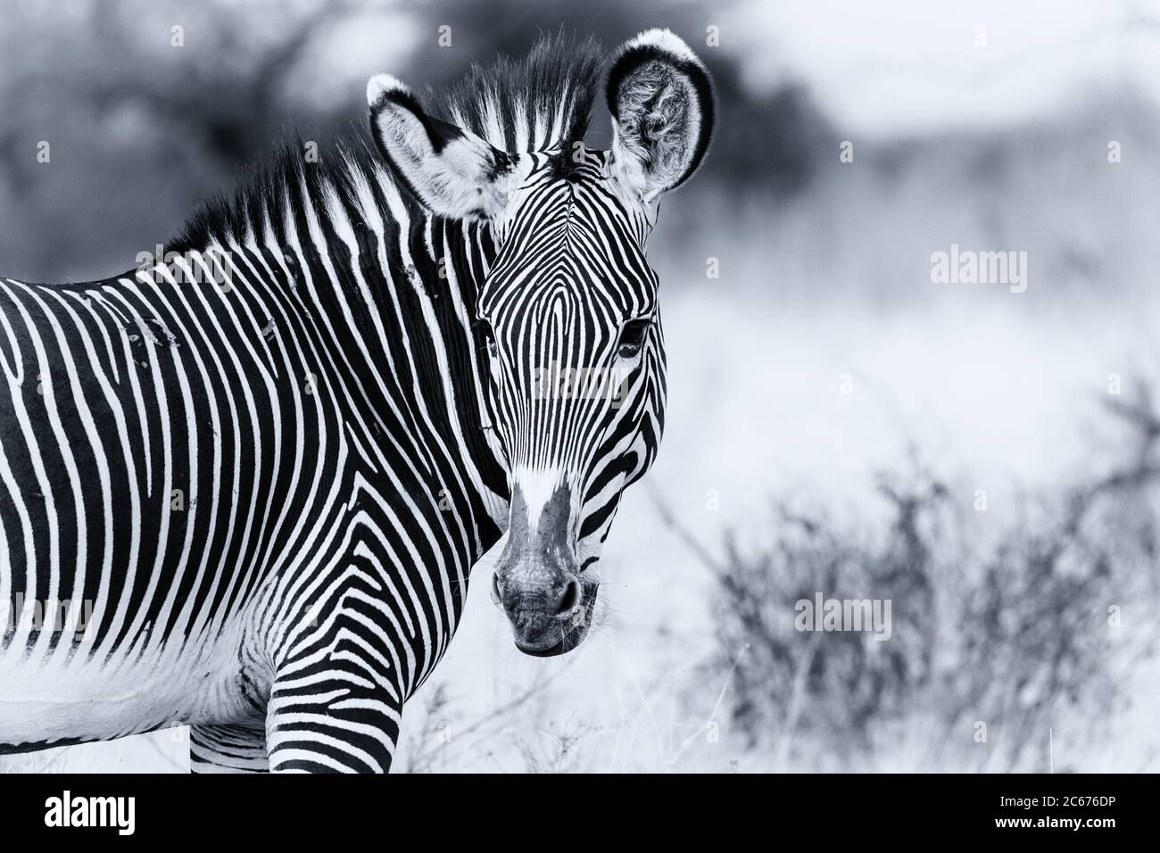 Grévy's Grévy's Zebra primo piano della faccia della testa, in pericolo di fauna selvatica nella Riserva Nazionale di Samburu, Kenya, Africa. Immagine monocromatica in bianco e nero Foto Stock