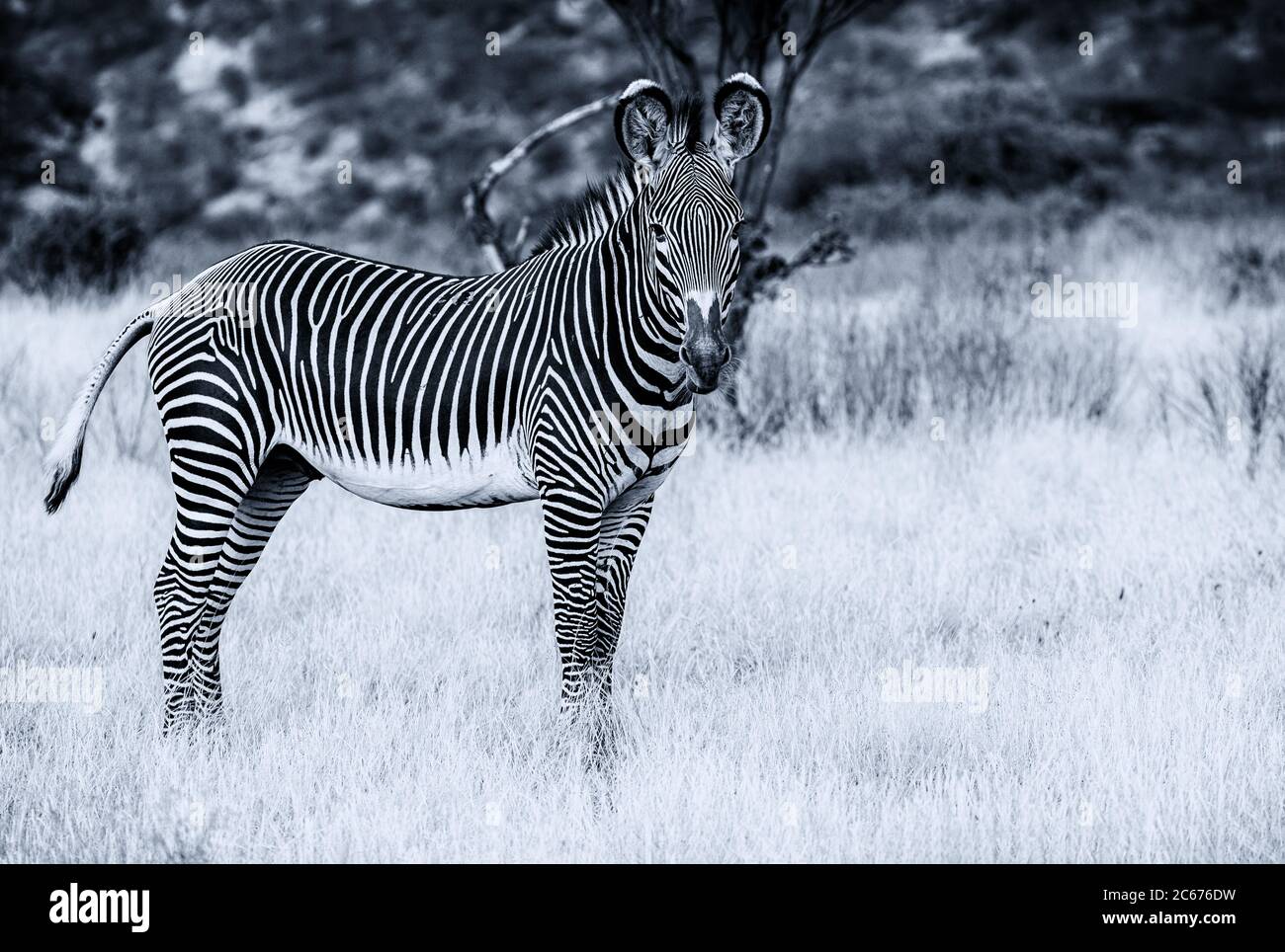 La zebra di Grévy, vista laterale di strisce bianche e nere con la testa rivolta in avanti a Samburu, Kenya, Africa. Immagine monocromatica Foto Stock