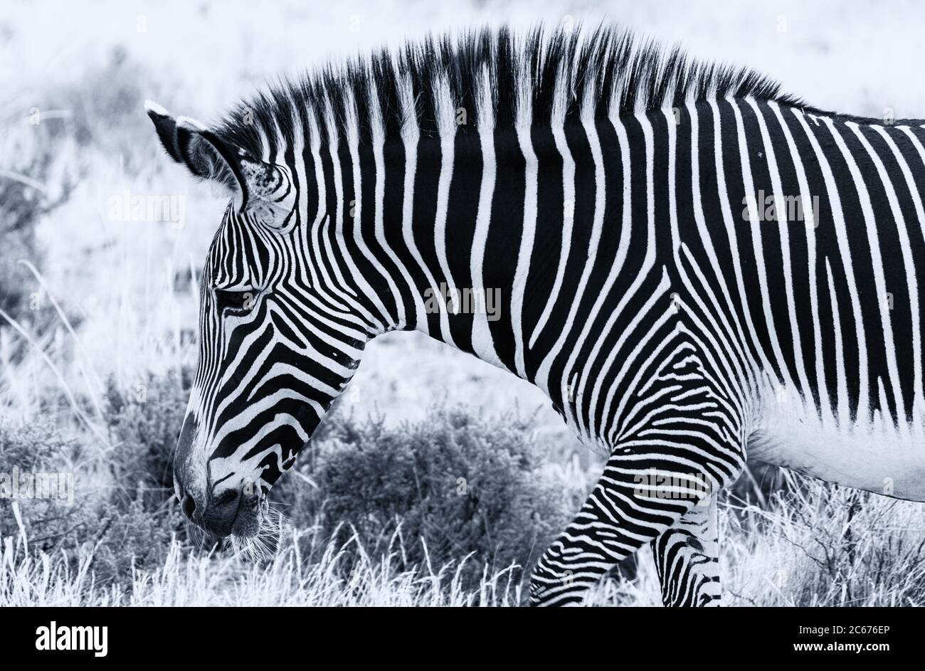 La zebra di Grévy, specie minacciate, profilo della testa ravvicinato con strisce bianche e nere. Riserva nazionale di Samburu, Kenya, Africa. Monocromatico Foto Stock