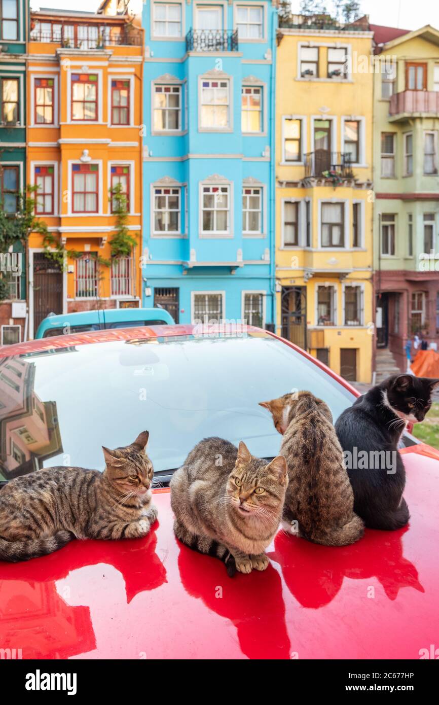 Gatti randagi con case colorate sullo sfondo nella città vecchia Balat, Istanbul, Turchia Foto Stock