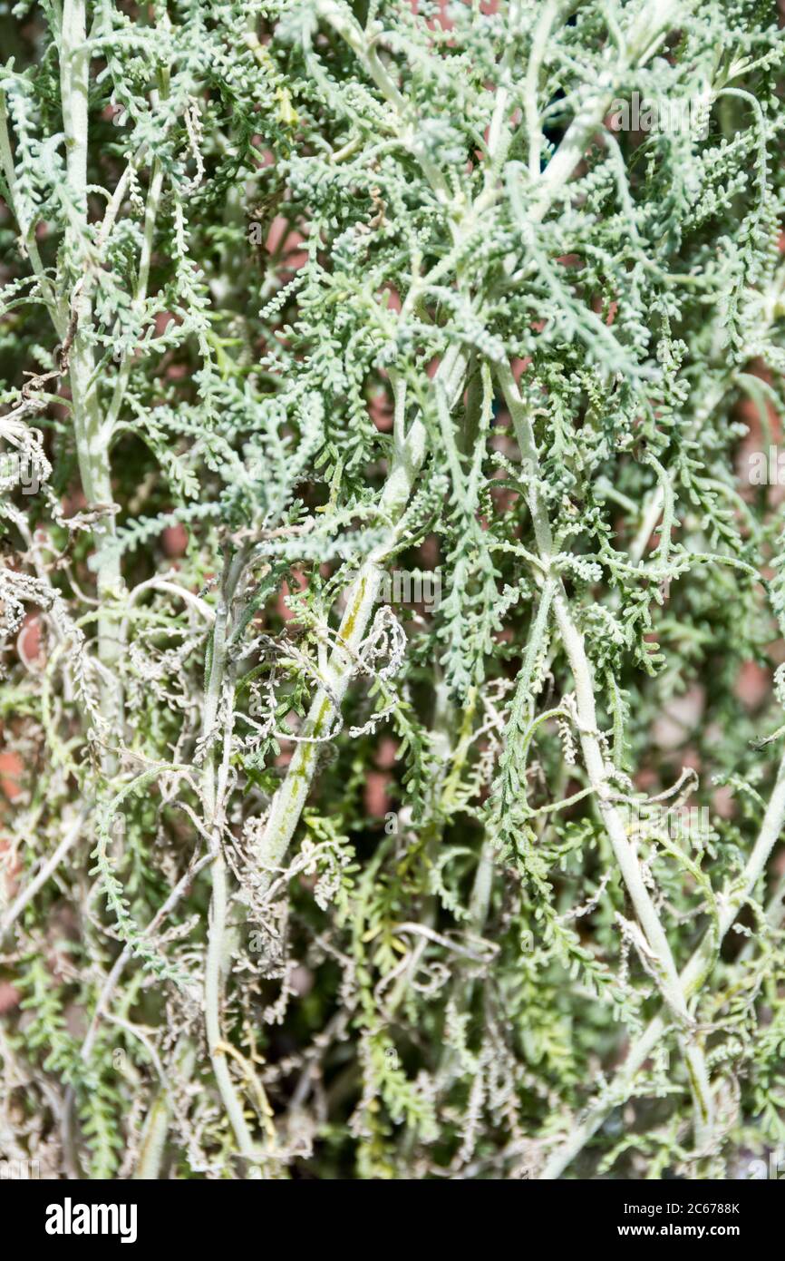 Il fogliame argentato aggrovigliato di Santolina o di cotone lavanda, Santolina chamaecyparissus. Foto Stock