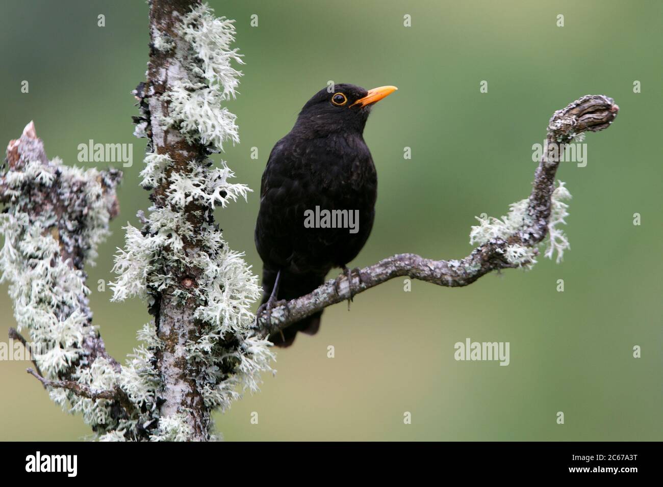 Uccello nero comune con la prima luce del giorno sul suo il tuo piatto preferito Foto Stock