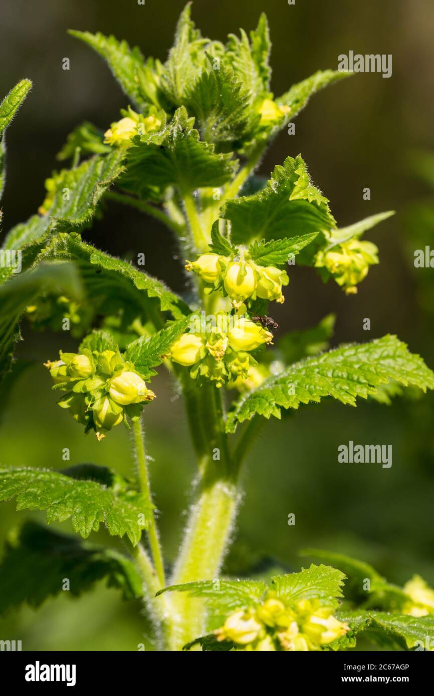 Fiori di Figwort gialli Foto Stock