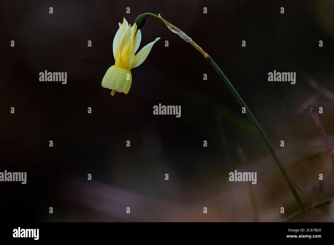 Le lacrime di Angel, Narcissus triandrus Foto Stock