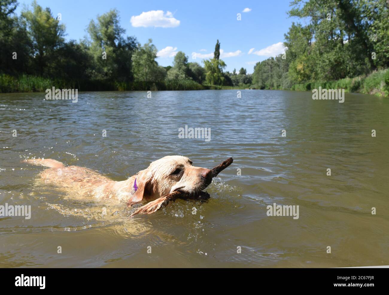 AlmazÃN, Spagna. 7 luglio 2020. Un cane si raffredda nel fiume Duero, dove le alte temperature hanno raggiunto 35Âº gradi Celsius durante il pomeriggio hours.Spanish agenzia meteorologica, AEMET ha detto che le temperature sono previste per superare 42 gradi Celsius nel sud della Spagna. Avvertenze di calore giallo e arancione che significano alto rischio, sono state emesse in 26 province spagnole. Credit: Jorge Sanz/SOPA Images/ZUMA Wire/Alamy Live News Foto Stock