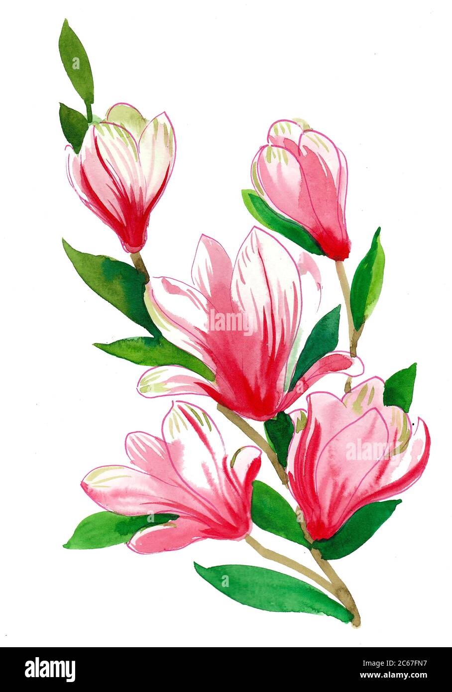 Albero tropicale in fiore con fiori rosa. Disegno con inchiostro e acquerello Foto Stock