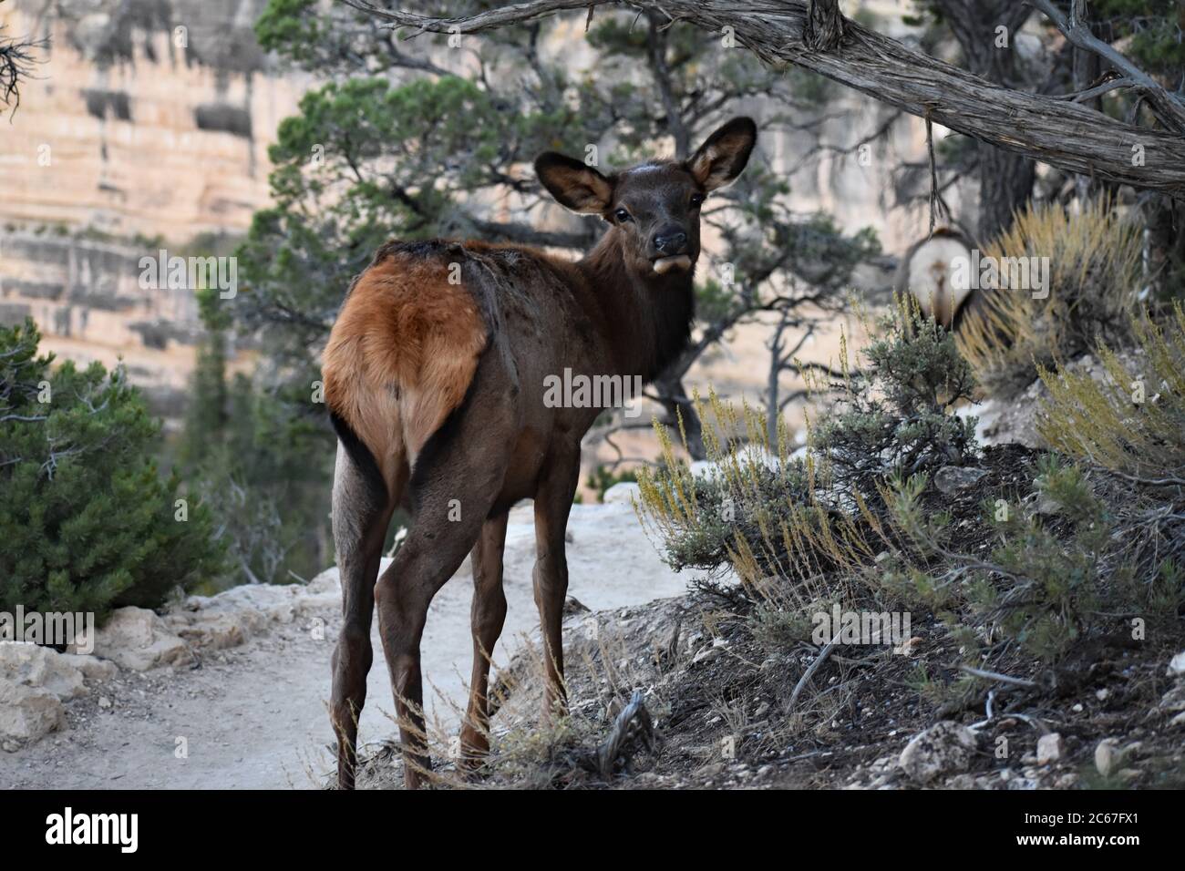 Un alce (Cervus canadensis) guarda indietro la telecamera sul sentiero del bordo vicino a Pima Point nel Grand Canyon. Il dietro di un altro è avanti. Foto Stock