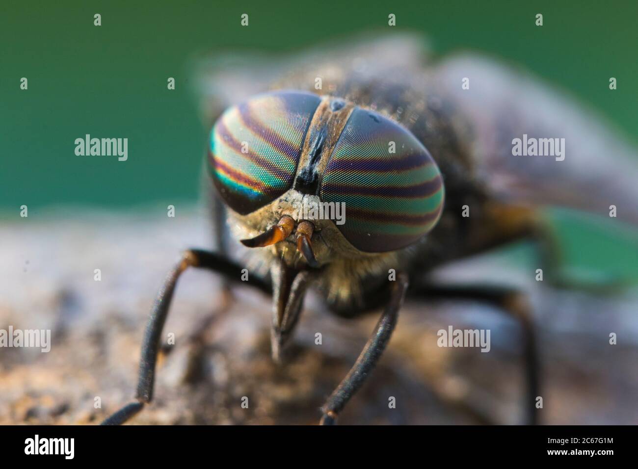Horse-fly (Hybomitra epistates) ritratto Foto Stock
