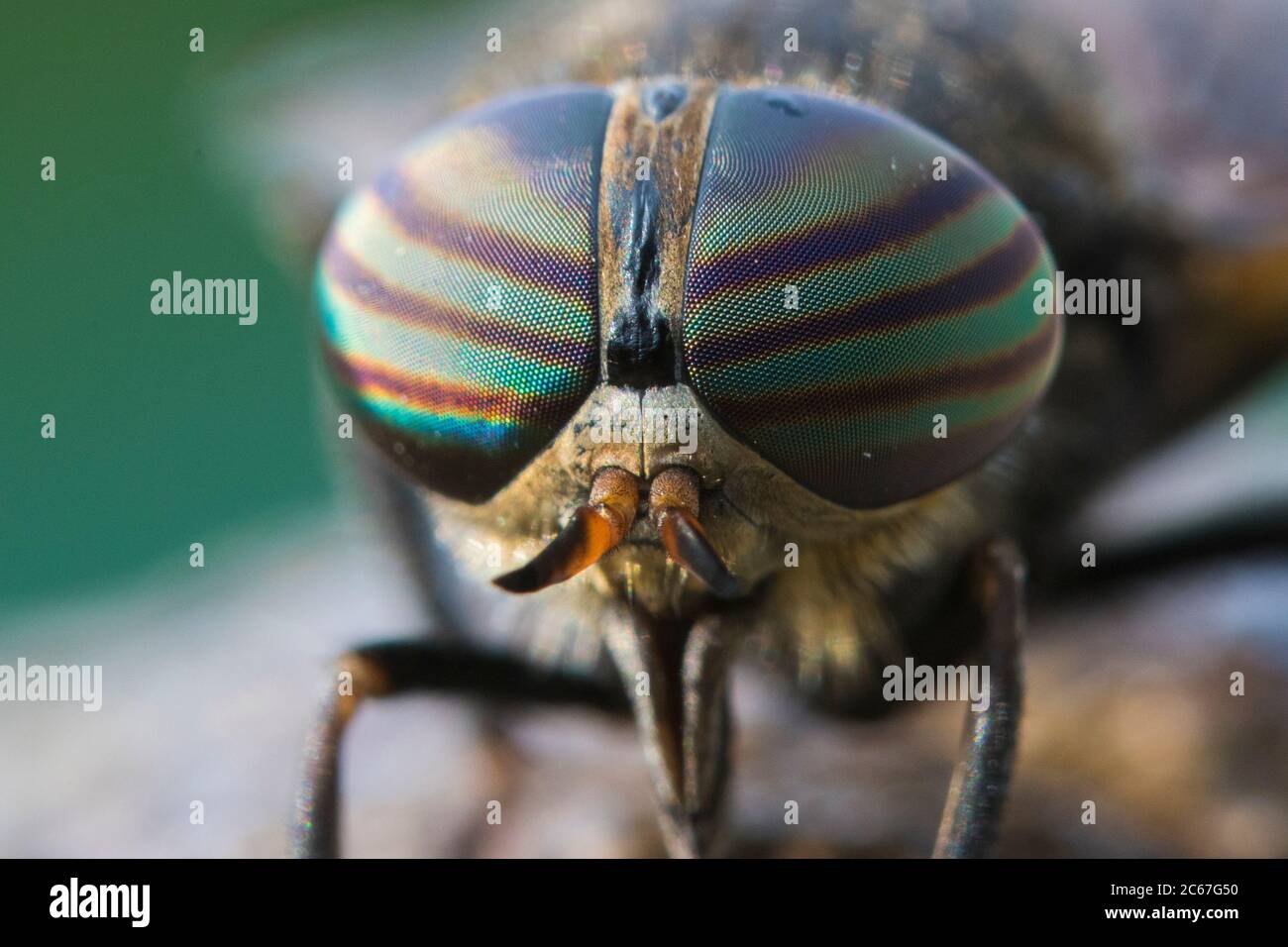 Horse-fly (Hybomitra epistates) ritratto Foto Stock