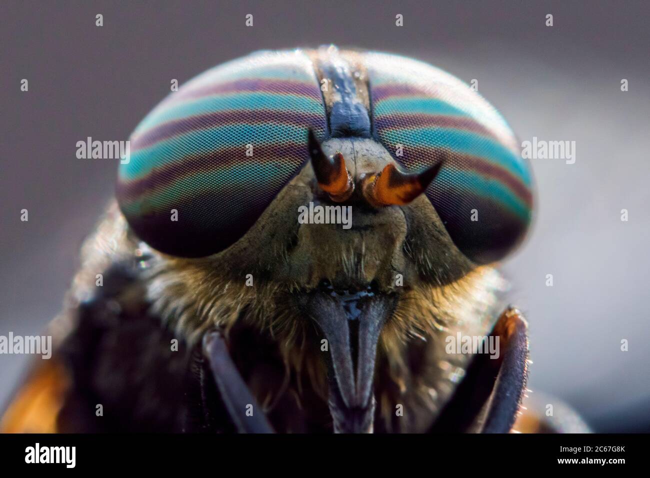 Horse-fly (Hybomitra epistates) ritratto Foto Stock