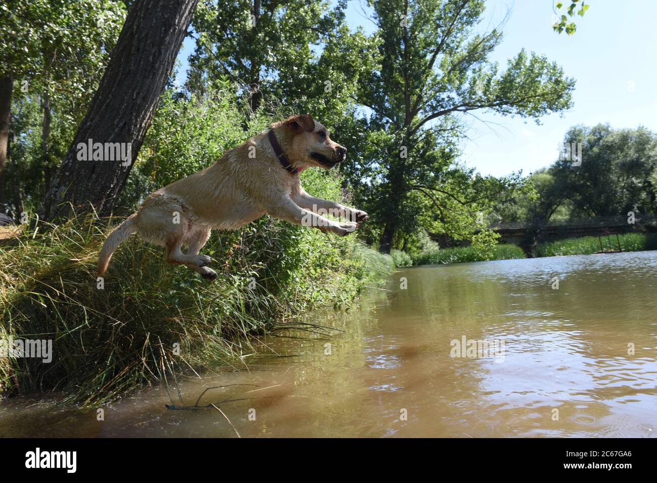 AlmazÃN, Spagna. 7 luglio 2020. Un cane si raffredda nel fiume Duero, dove le alte temperature hanno raggiunto 35Âº gradi Celsius durante il pomeriggio hours.Spanish agenzia meteorologica, AEMET ha detto che le temperature sono previste per superare 42 gradi Celsius nel sud della Spagna. Avvertenze di calore giallo e arancione che significano alto rischio, sono state emesse in 26 province spagnole. Credit: Jorge Sanz/SOPA Images/ZUMA Wire/Alamy Live News Foto Stock