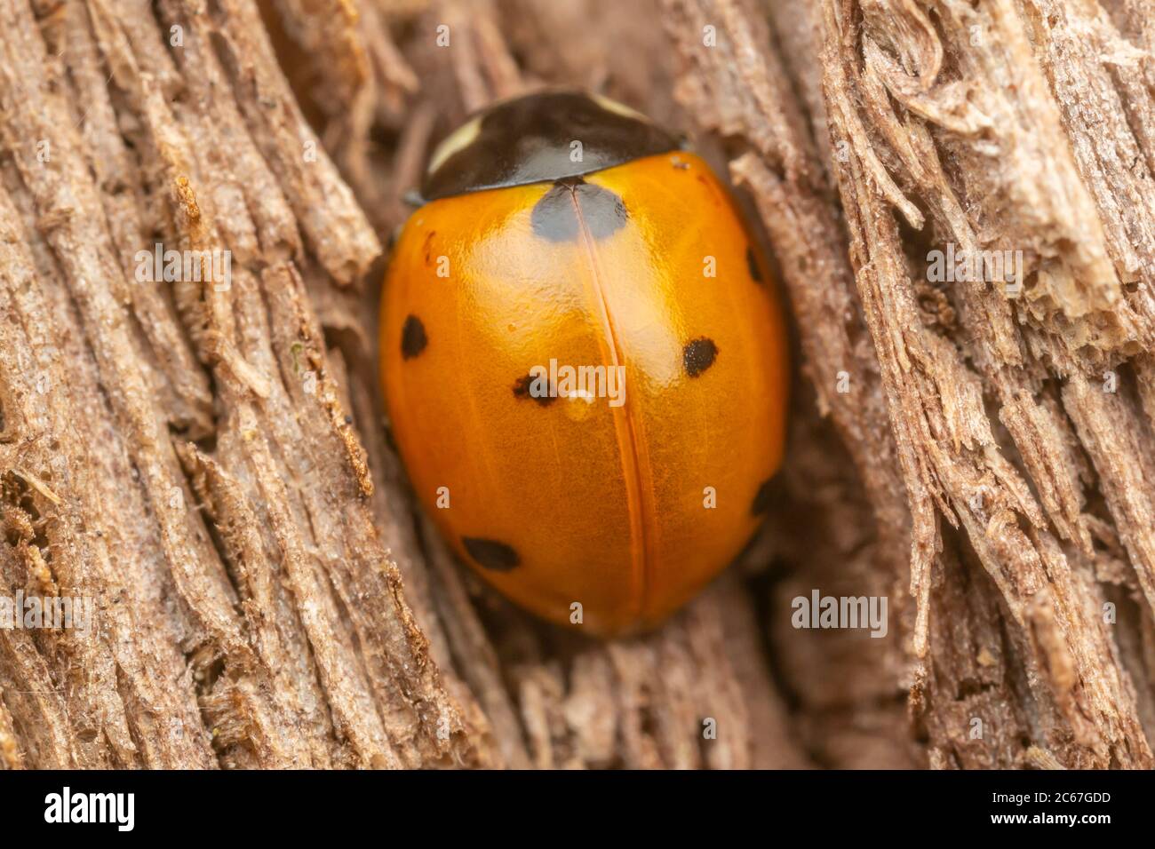 Sette-spotted Lady Beetle (Coccinella septempunctata) Foto Stock