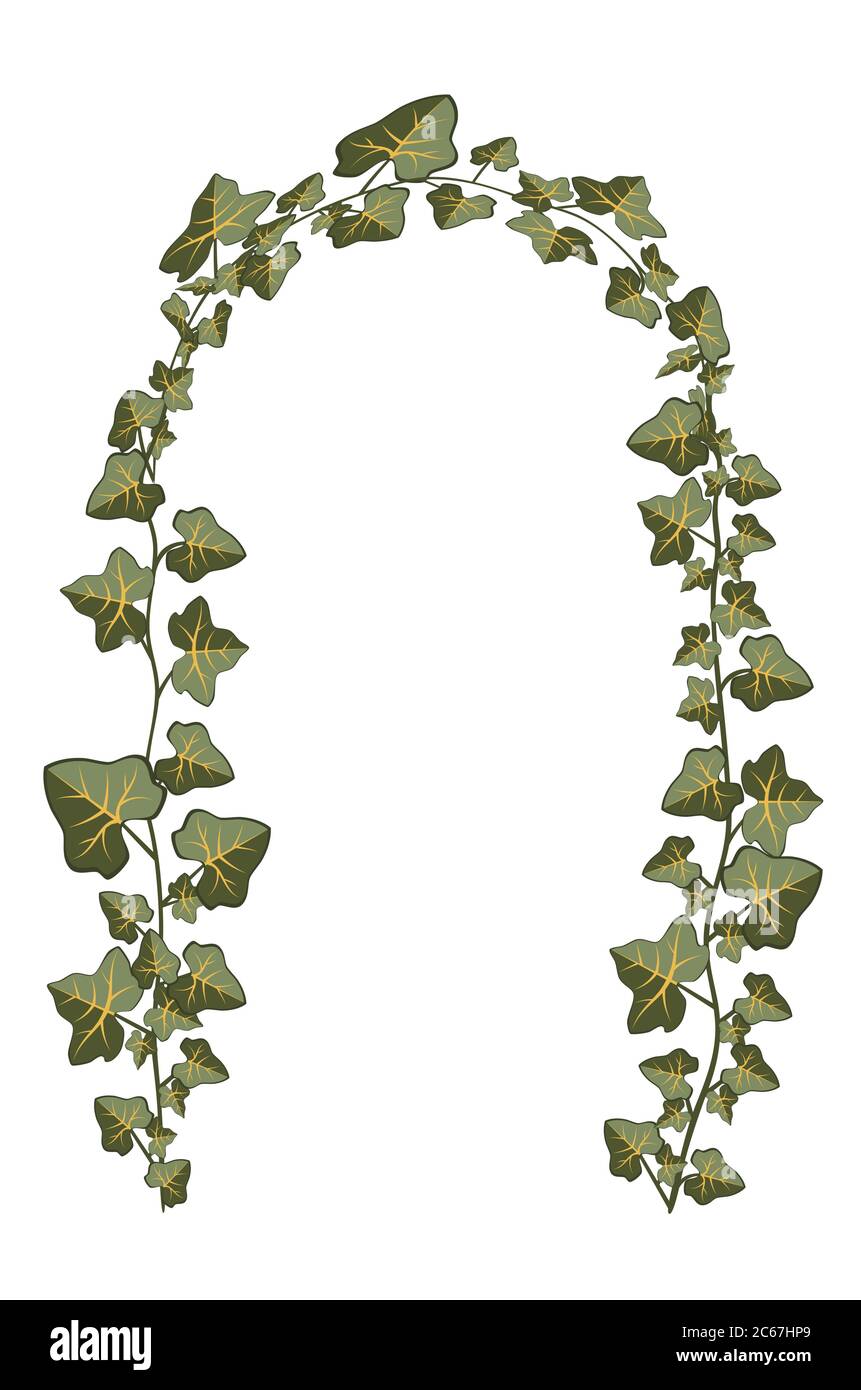 Rami decorativi di illustrazione di pianta di edera su sfondo bianco. Illustrazione Vettoriale