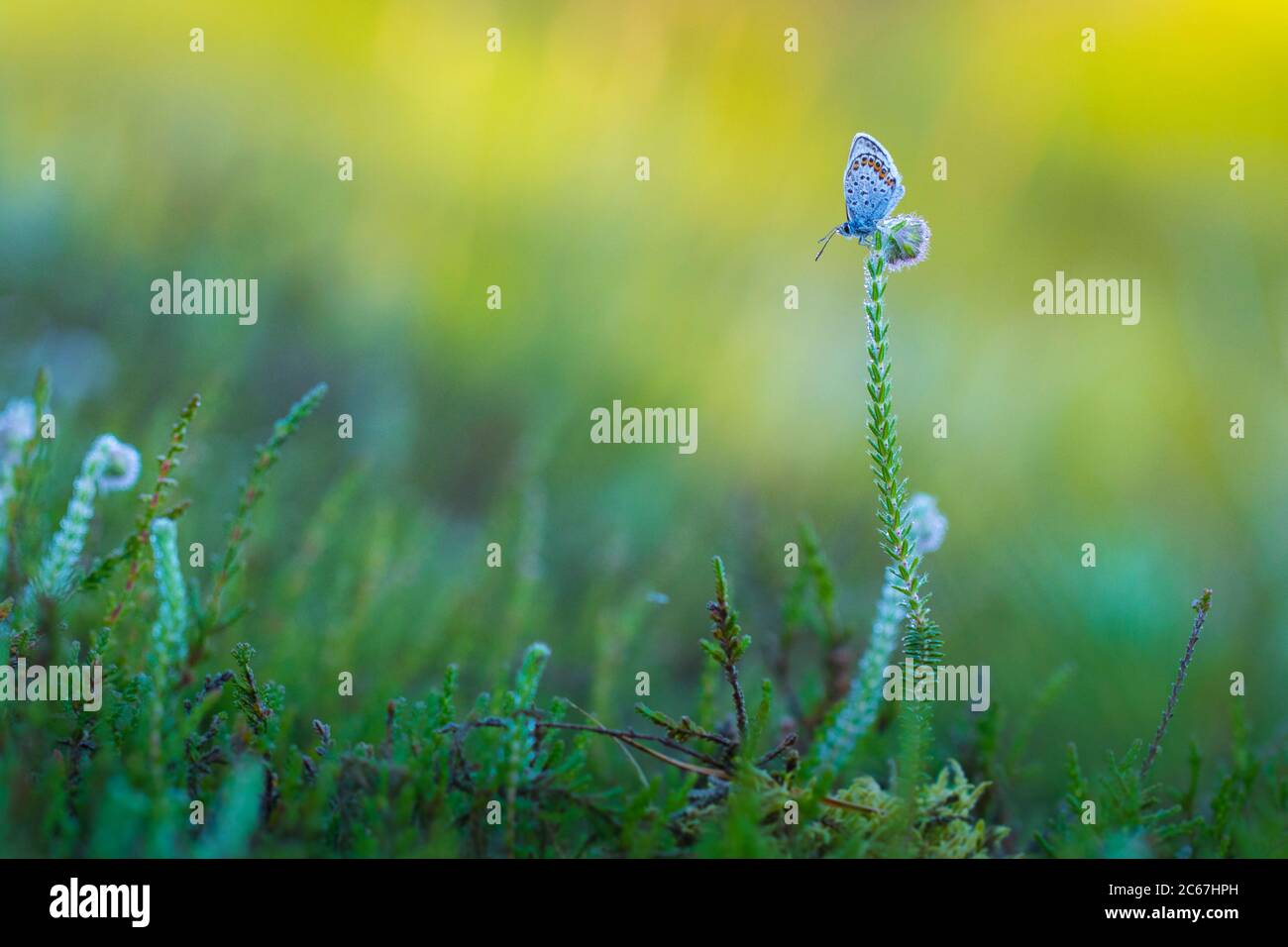 Maschio con borchie in argento blu Foto Stock