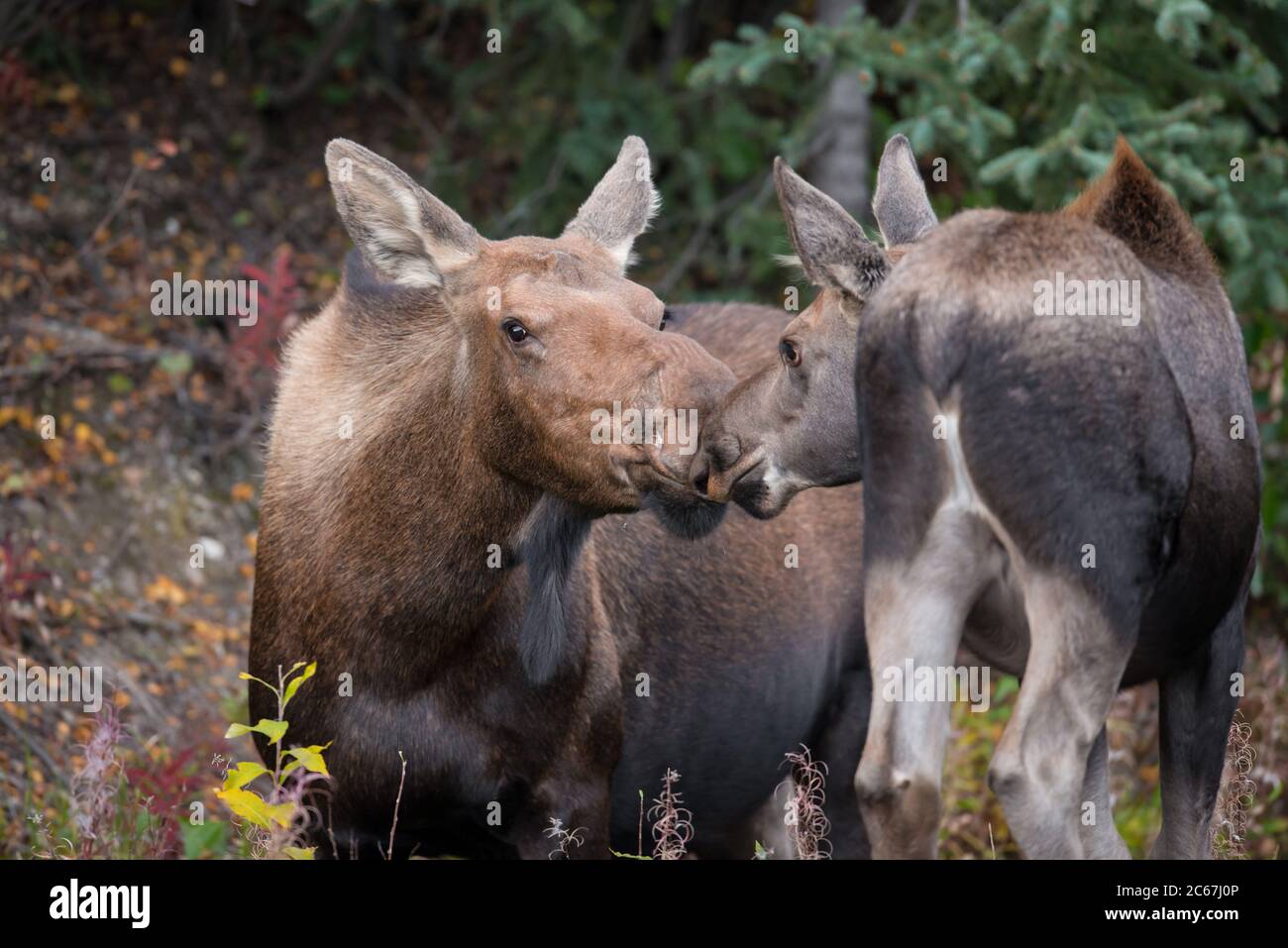 Un alce di mucca e il suo yearling scambiano un bacio amorevole nel Parco Nazionale di Denali, Alaska, Stati Uniti Foto Stock