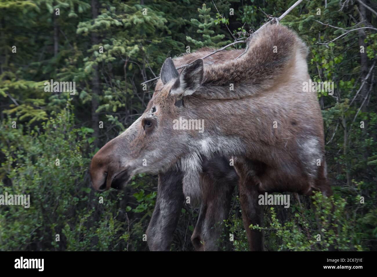 Una macchina fotografica di fronte alce della mucca ma con la testa girata a sinistra in impermeabile cappotto di primavera, Denali National Park, Alaska, Stati Uniti Foto Stock