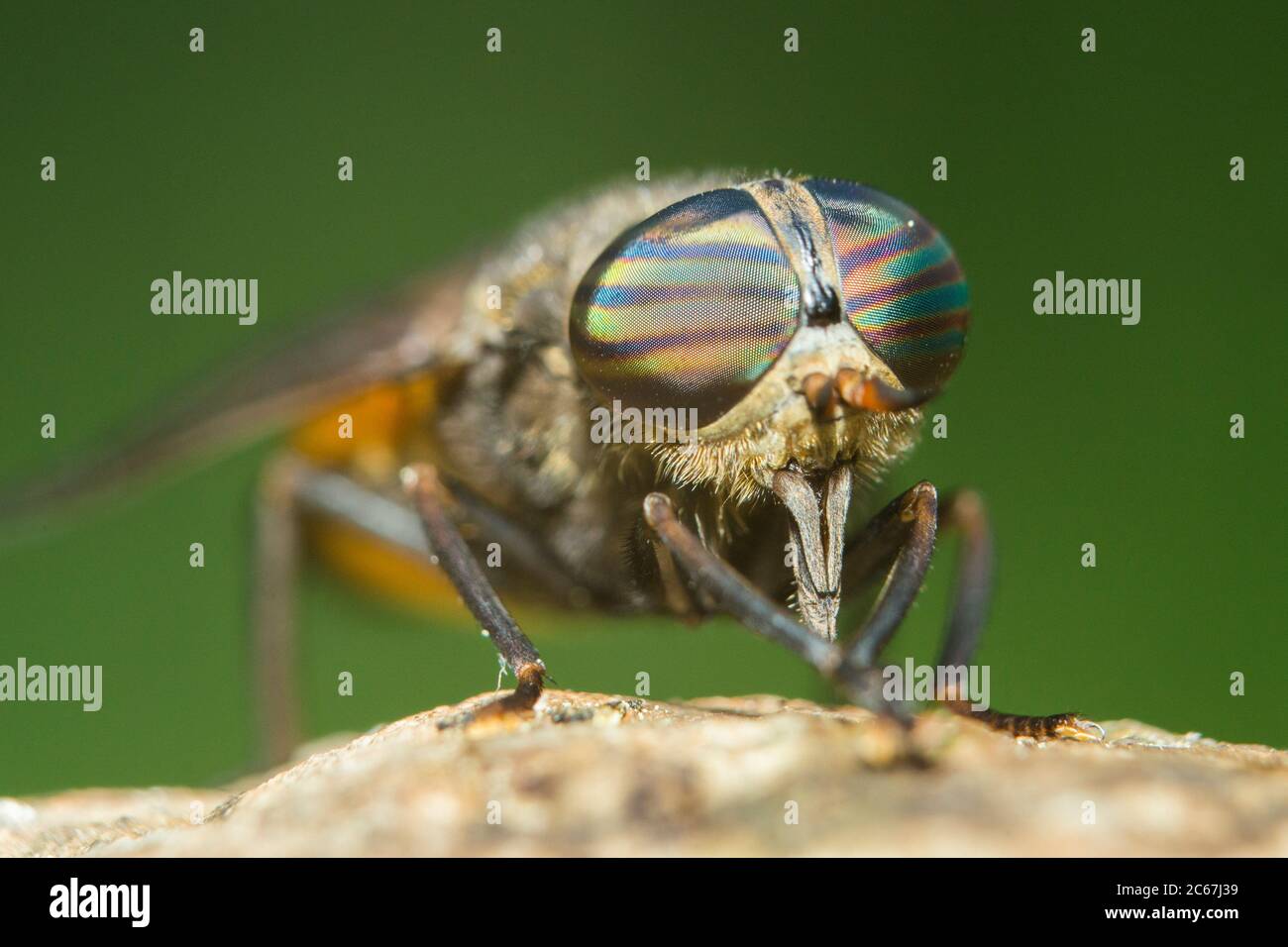 Horse-fly (Hybomitra epistates) ritratto Foto Stock