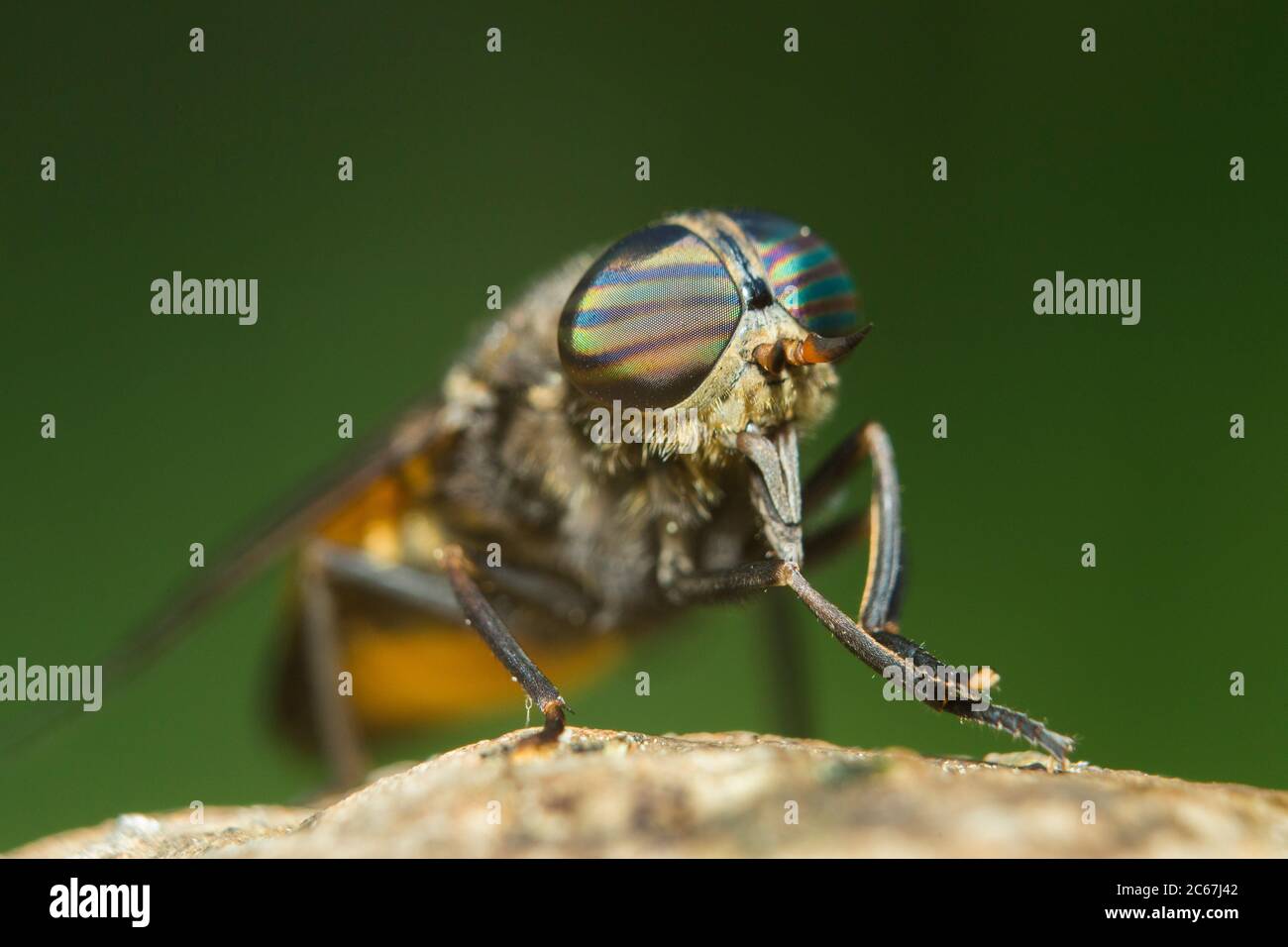 Horse-fly (Hybomitra epistates) ritratto Foto Stock