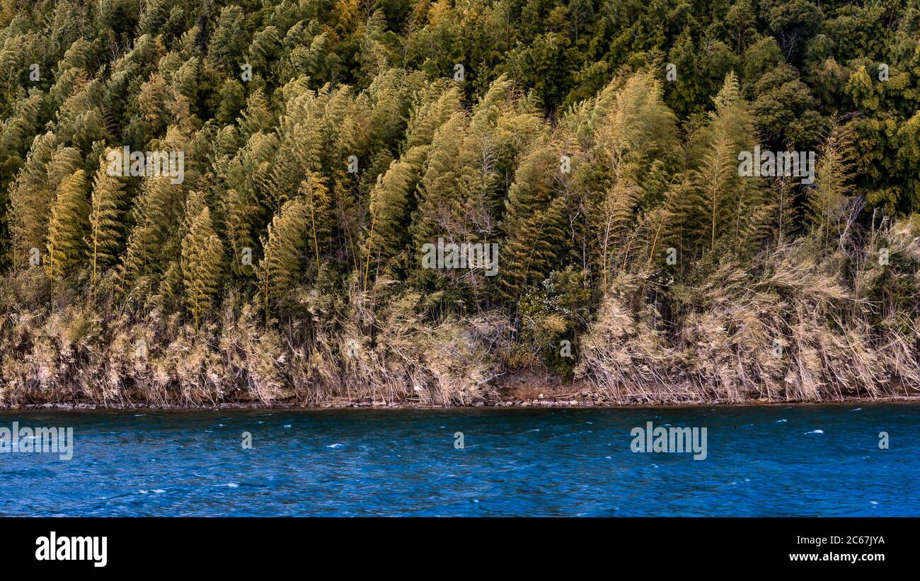 Foresta di bambù sulla costa del lago Hamana (Hamanako) laguna salmastra nella Prefettura di Shizuoka del Giappone collegato all'Oceano Pacifico Foto Stock