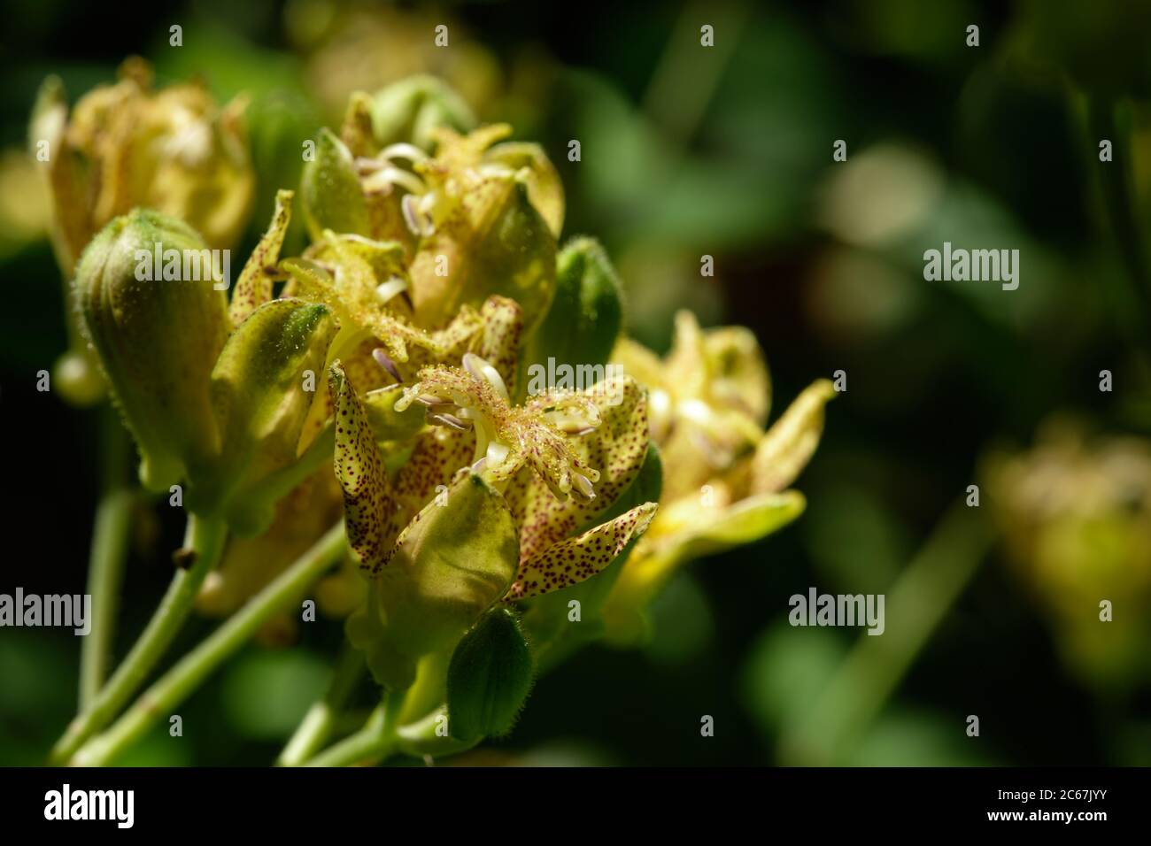 Tricyrtis latifolia. Macro di Toad Lily nel Giardino Botanico di Oslo Foto Stock
