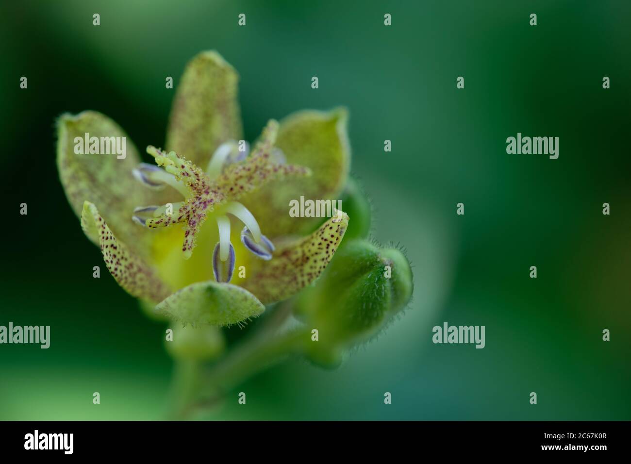 Tricyrtis latifolia. Macro di Toad Lily nel Giardino Botanico di Oslo Foto Stock