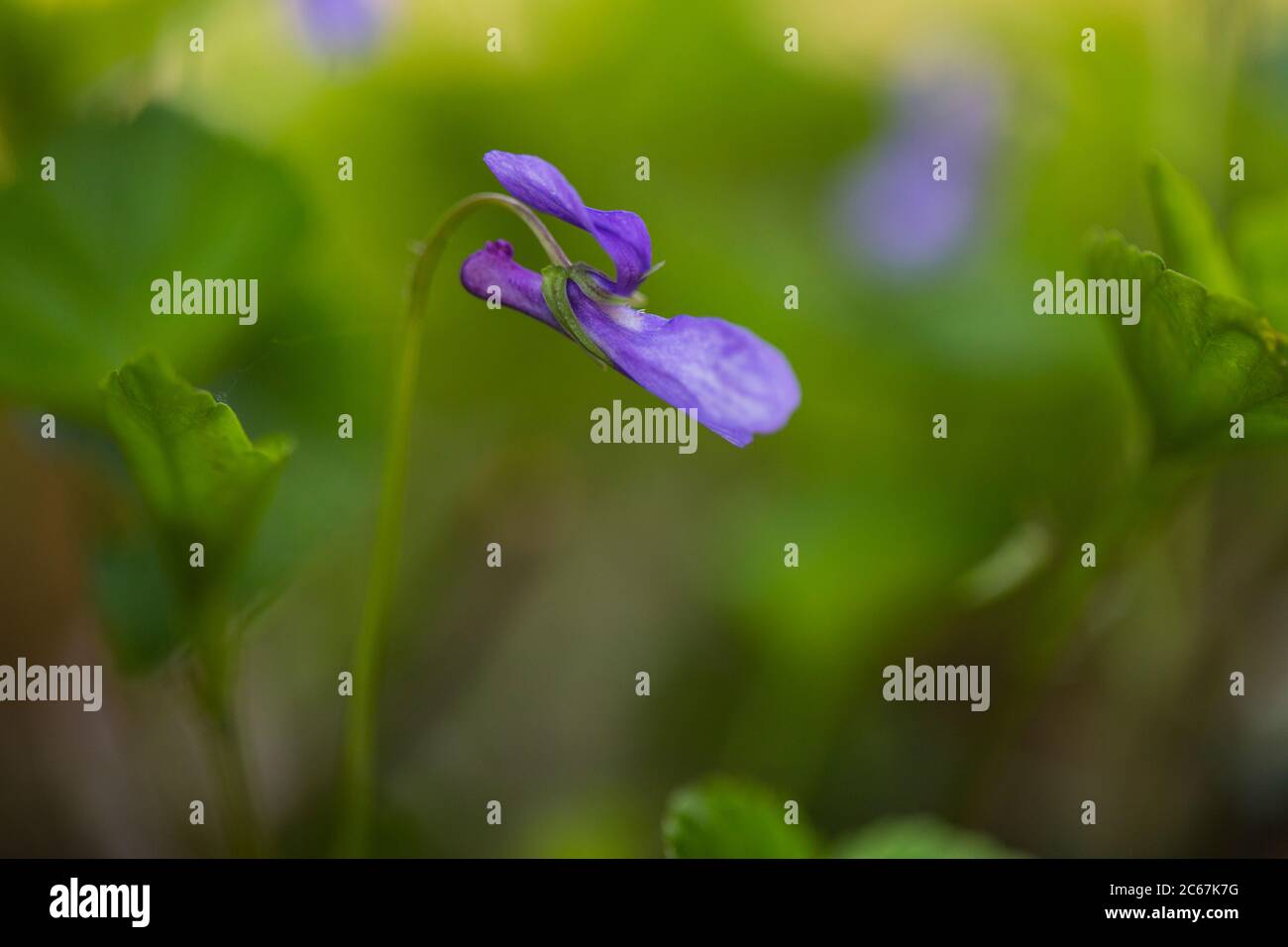 Skov-Viol, cane-violetto precoce, Viola Foto Stock