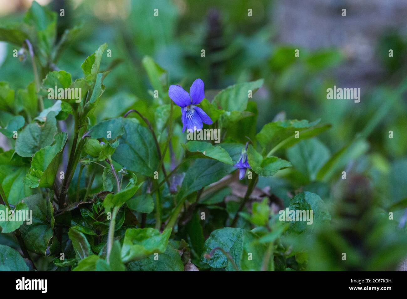 Skov-Viol, cane-violetto precoce, Viola Foto Stock