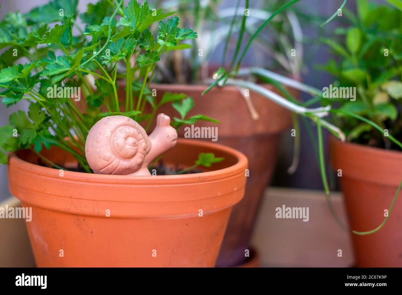 Pentole di piante di terracotta disposte su un tavolo di legno con erbe di prezzemolo fresche e una decorazione di lumaca su un tavolo esterno di piantagione per il giardinaggio di erbe. Foto Stock