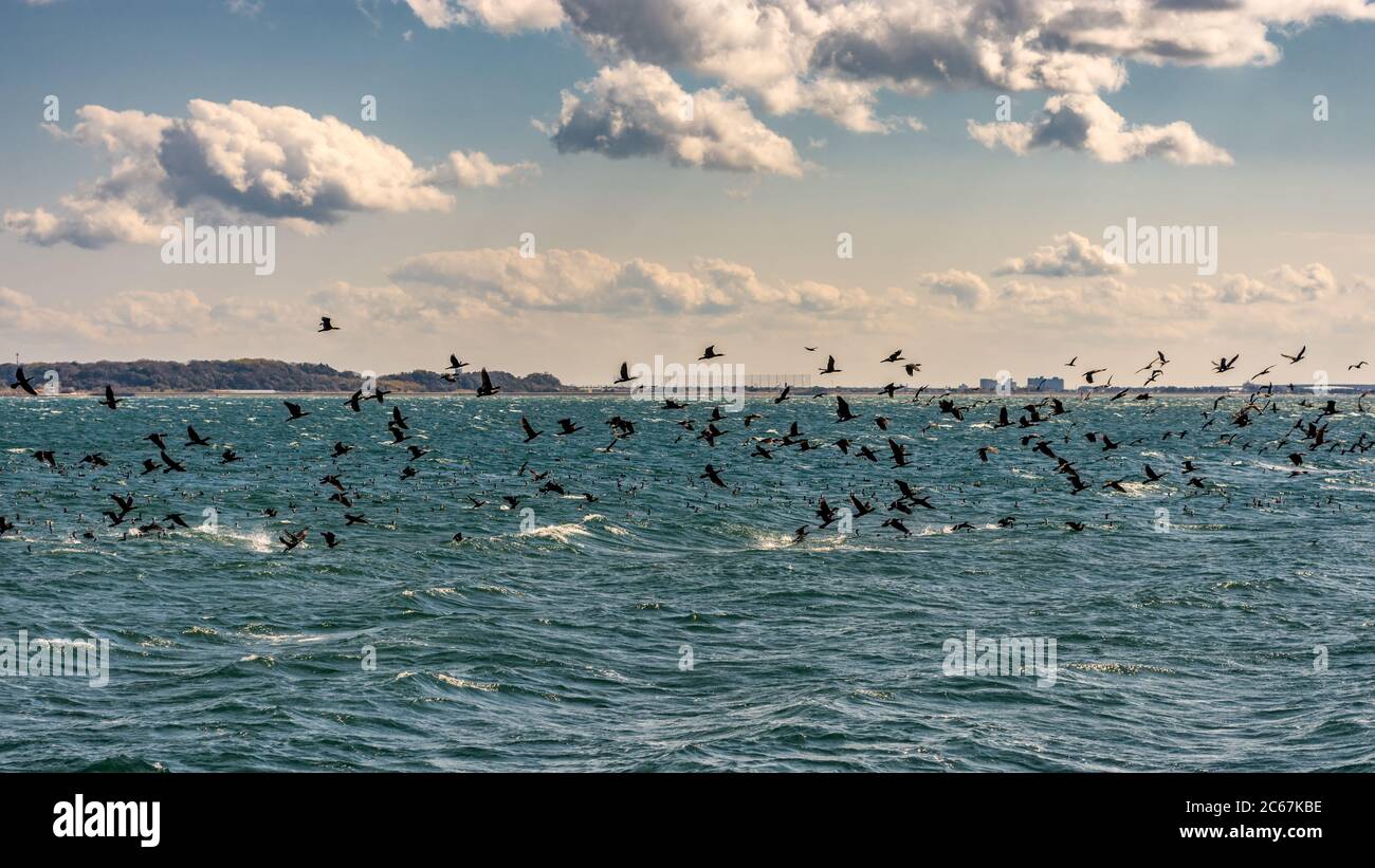 Gregge di uccelli cormorani neri che volano sopra il lago Hamana (Hamanako) laguna salmastra collegata all'Oceano Pacifico nella Prefettura di Shizuoka del Giappone Foto Stock