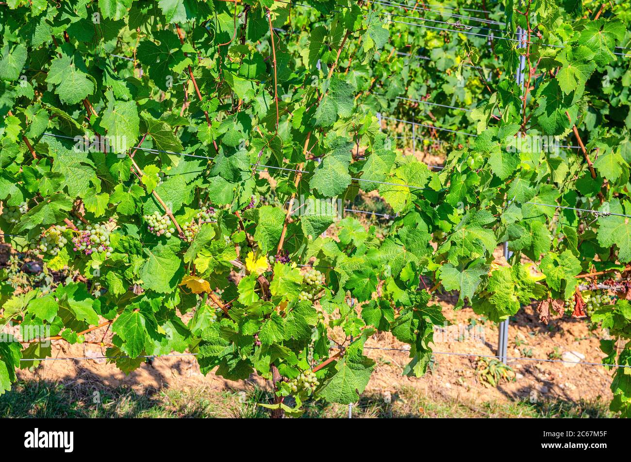 Alberi di uva con uve e foglie su trellis con palo di acciaio in vigneti campi verdi sulle colline della Valle del Reno, regione vinicola Rheingau sul Monte Roseneck vicino a Rudesheim città, Germania Foto Stock