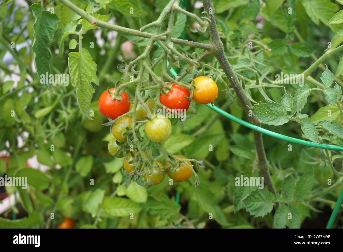 Pomodori ciliegini rossi e verdi Foto Stock