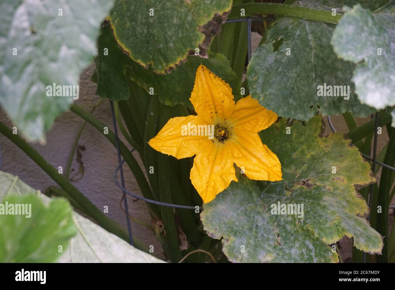 Grande fiore di zucchine gialle Foto Stock